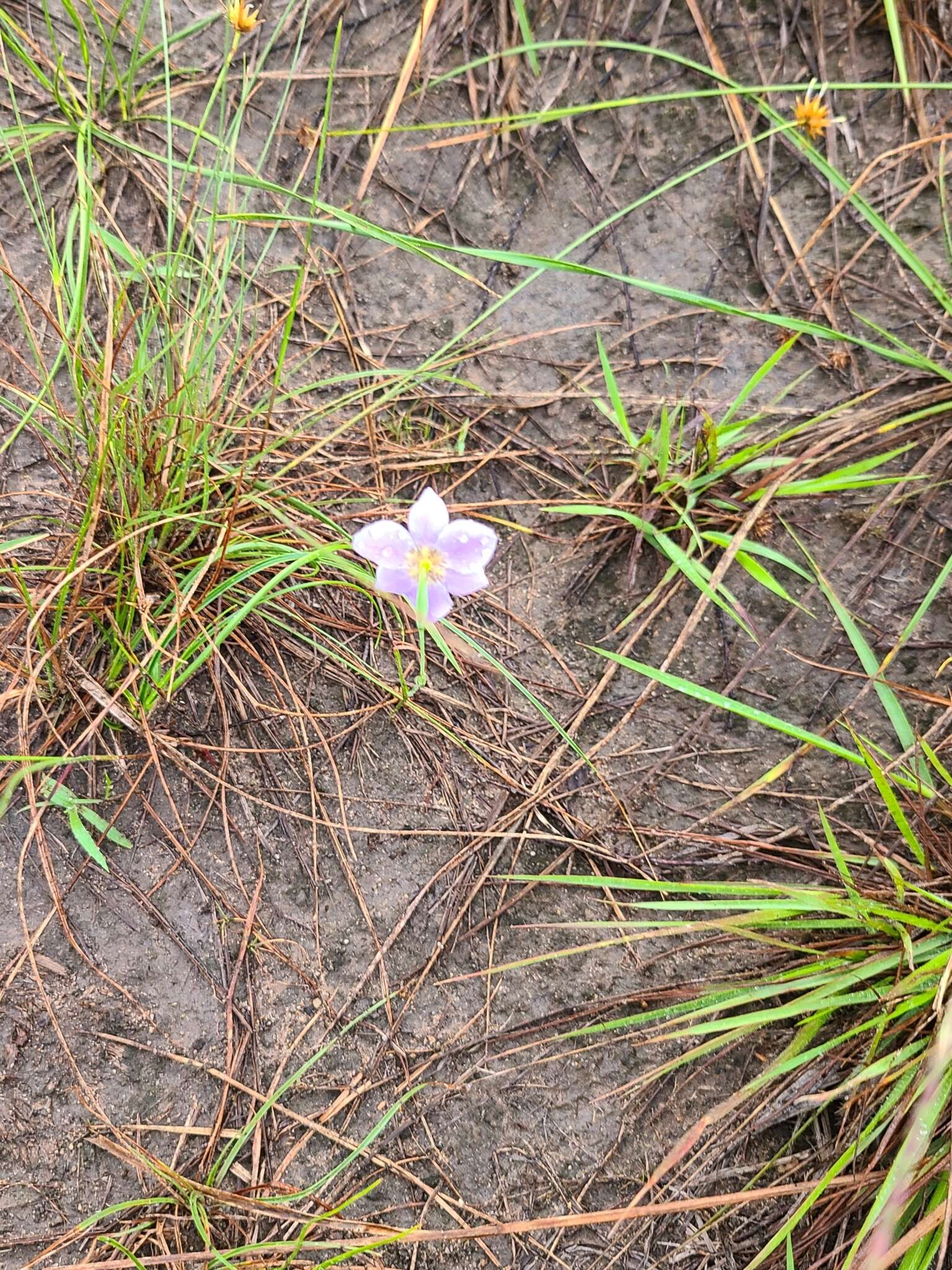 Image of Alophia silvestris (Loes.) Goldblatt