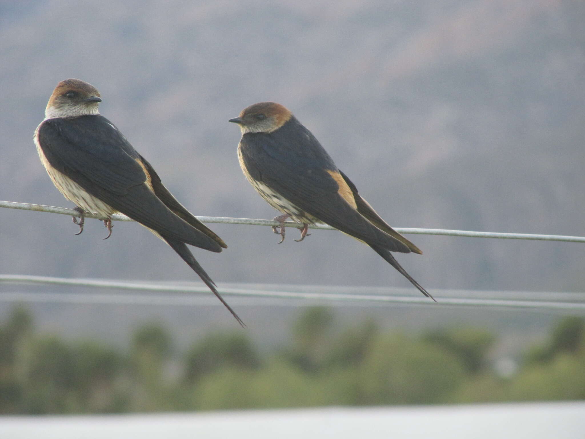 Image de Hirondelle à tête rousse