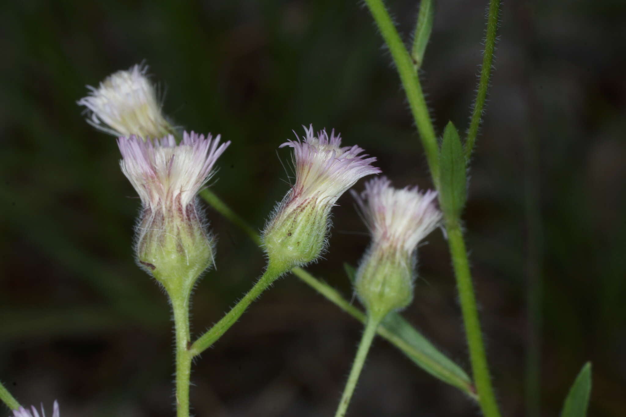 Plancia ëd Erigeron acris subsp. angulosus (Gaudin) Vacc.