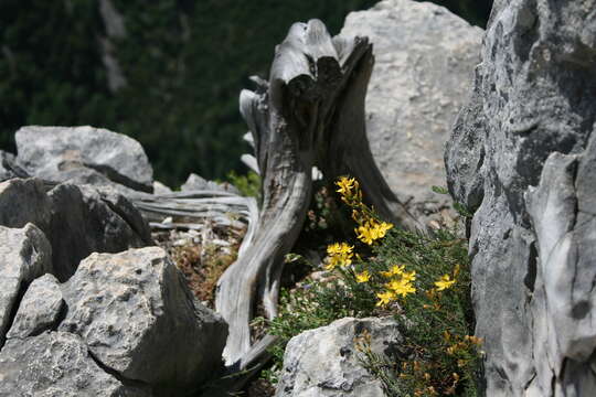 Image of Heath-leaved St. John's wort