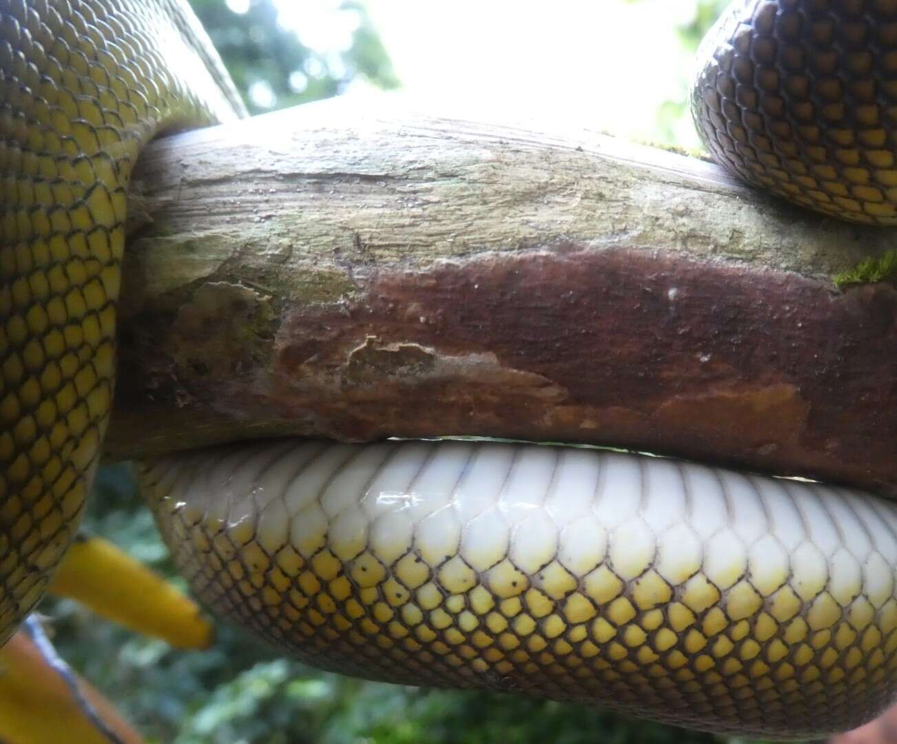 Imagem de Bothrochilus albertisii (W. C. H. Peters & Doria 1878)