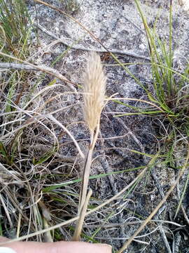 Image of Pentameris curvifolia (Schrad.) Nees