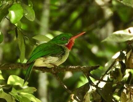 Image of Jamaican Tody