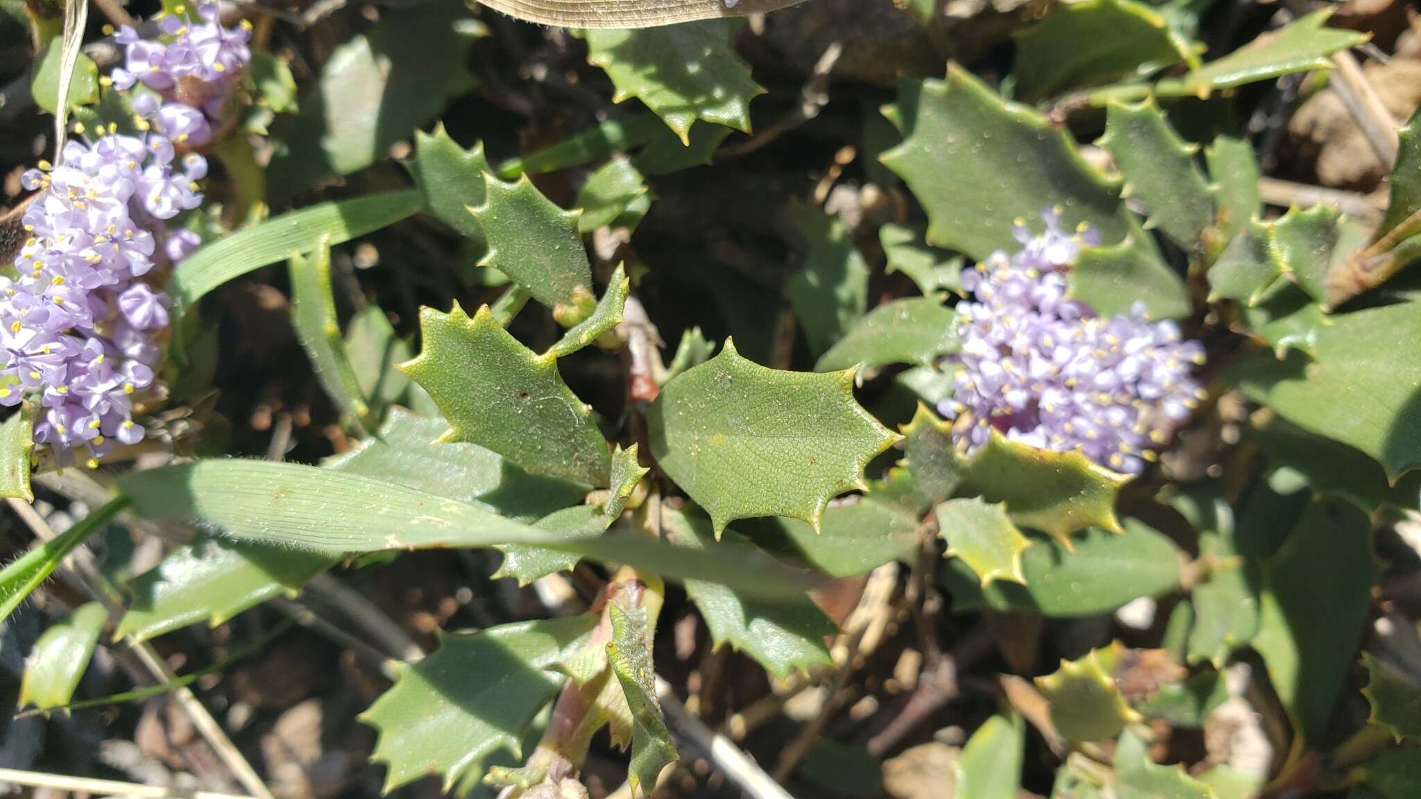 Image of Ceanothus divergens var. occidentalis (Mc Minn) D. O. Burge