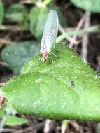 Image of Nothochrysa