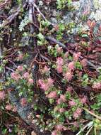 Image of bearberry willow