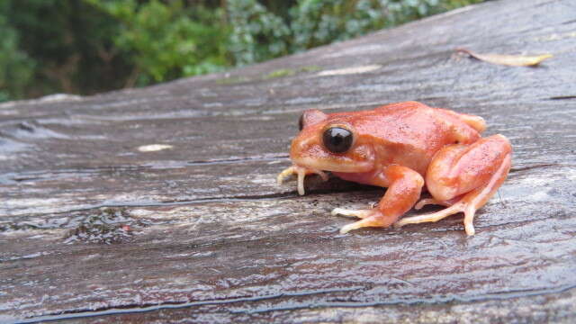 Image of Eupsophus altor Nuñez, Rabanal & Formas 2012