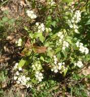 صورة Ageratina paupercula (A. Gray) R. King & H. Rob.