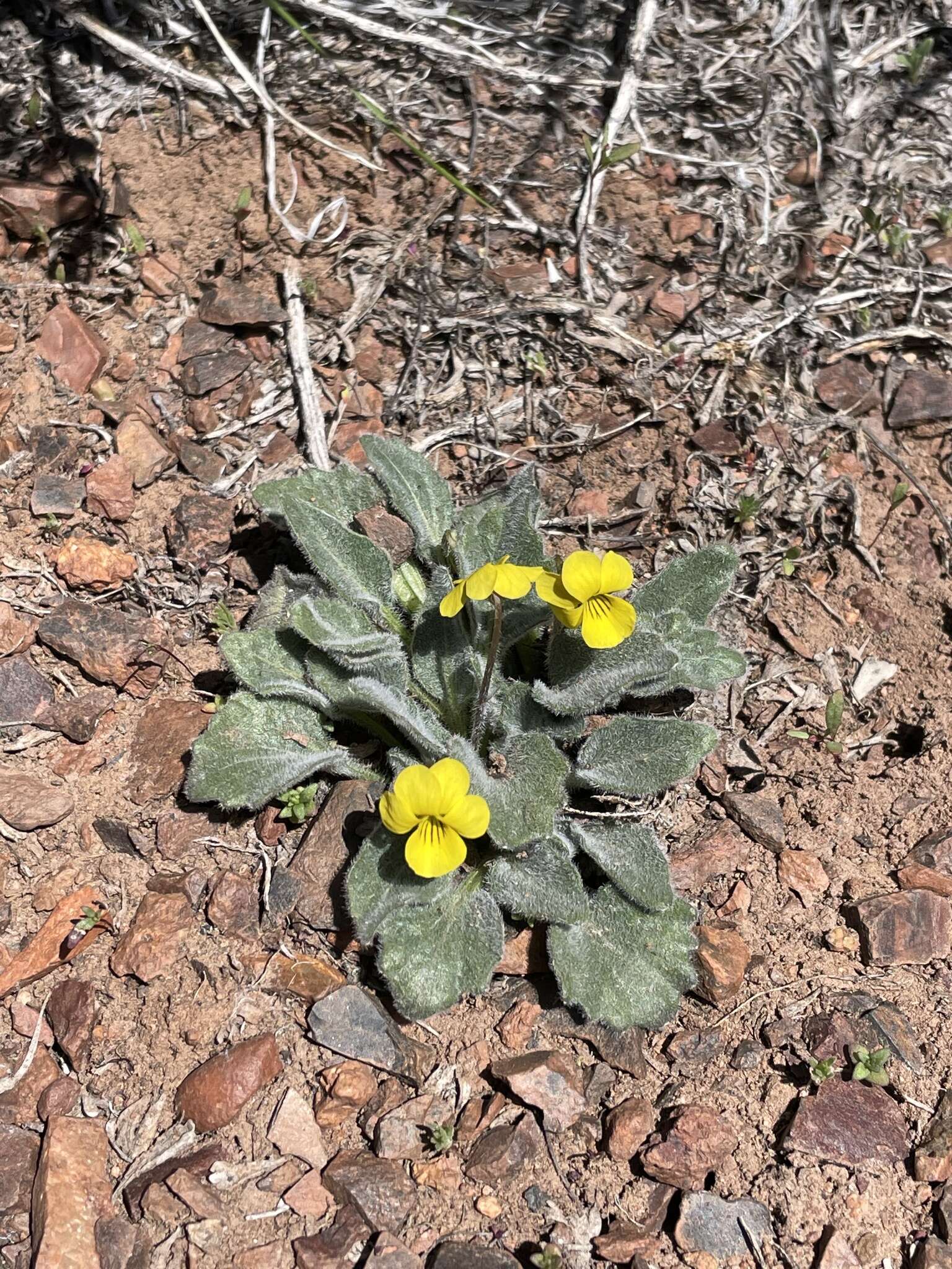 صورة Viola purpurea var. aurea (Kellogg) M. S. Baker ex Jeps.