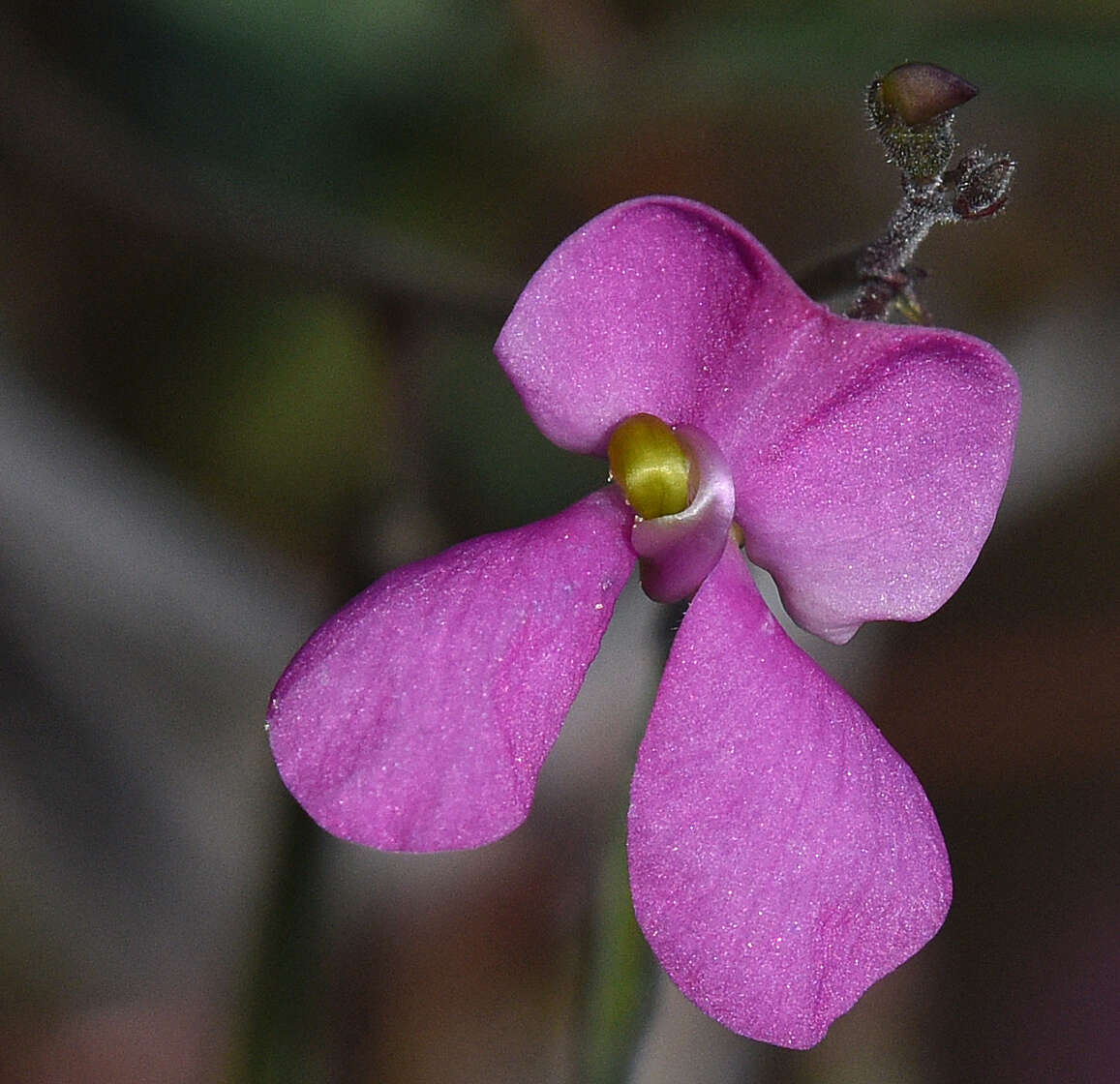 Image of slimjim bean