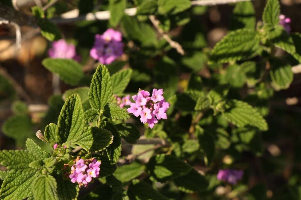 Image de Lantana rugosa Thunb.