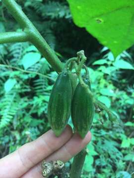 Solanum corymbiflorum (Sendtn.) L. Bohs的圖片