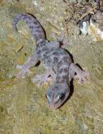 Image of European Leaf-toed Gecko