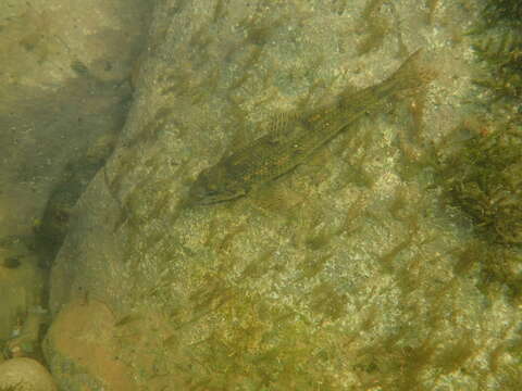 Image of Languedoc gudgeon