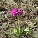 Plancia ëd Primula nivalis subsp. turkestanica (Schmidt) Kovt.