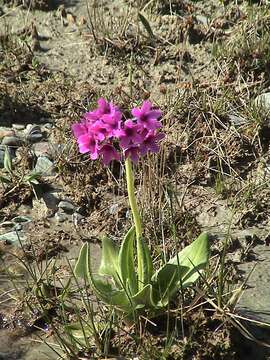 Plancia ëd Primula nivalis subsp. turkestanica (Schmidt) Kovt.