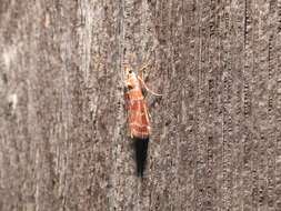 Image of Webbing Coneworm Moth