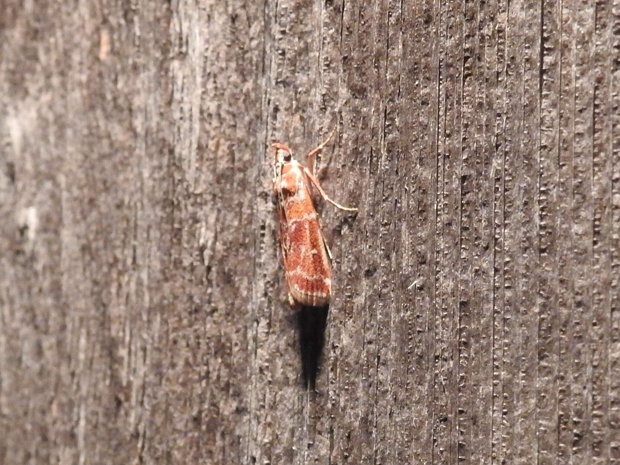 Image of Webbing Coneworm Moth