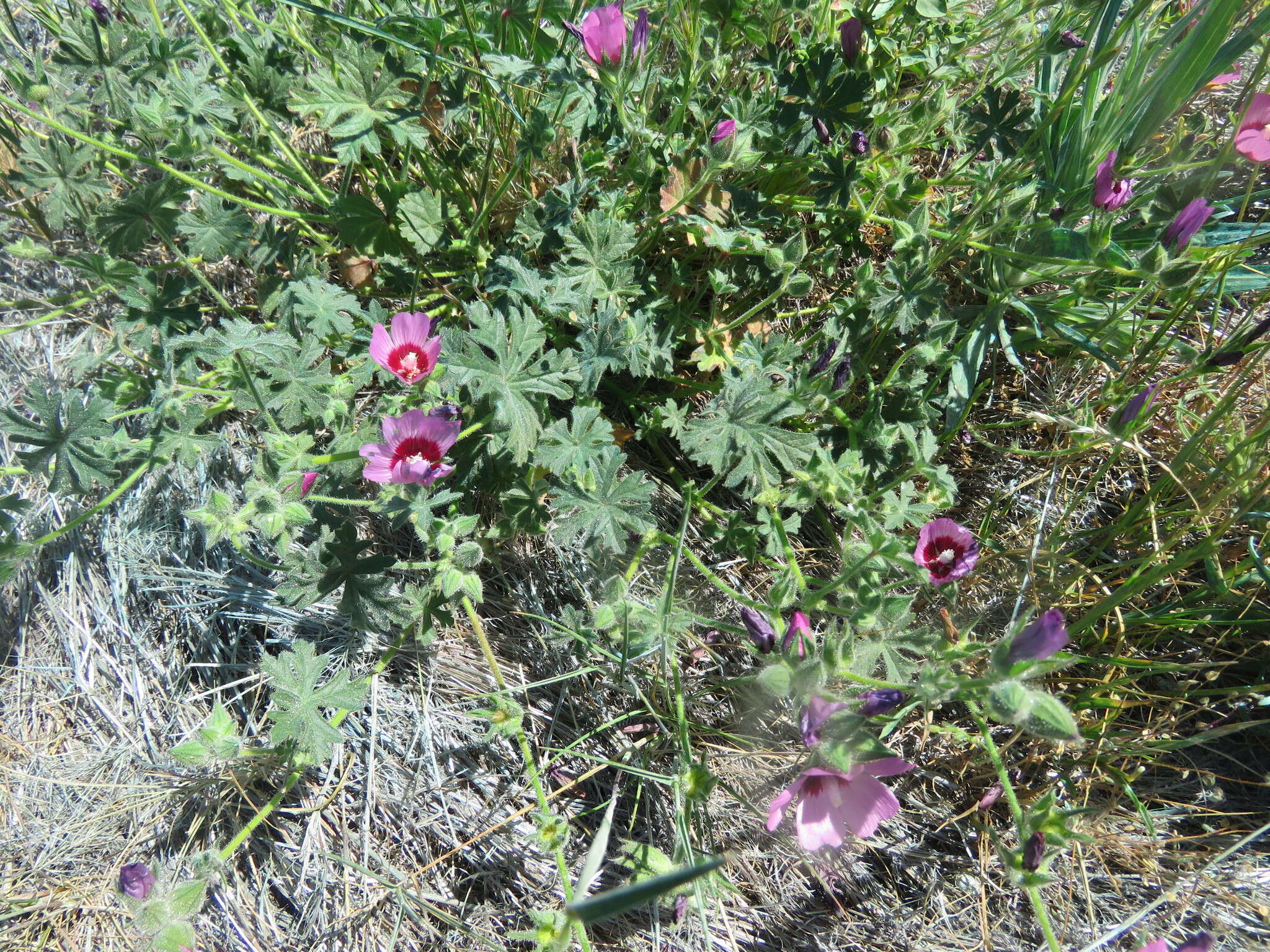 Image of Keck's checkerbloom