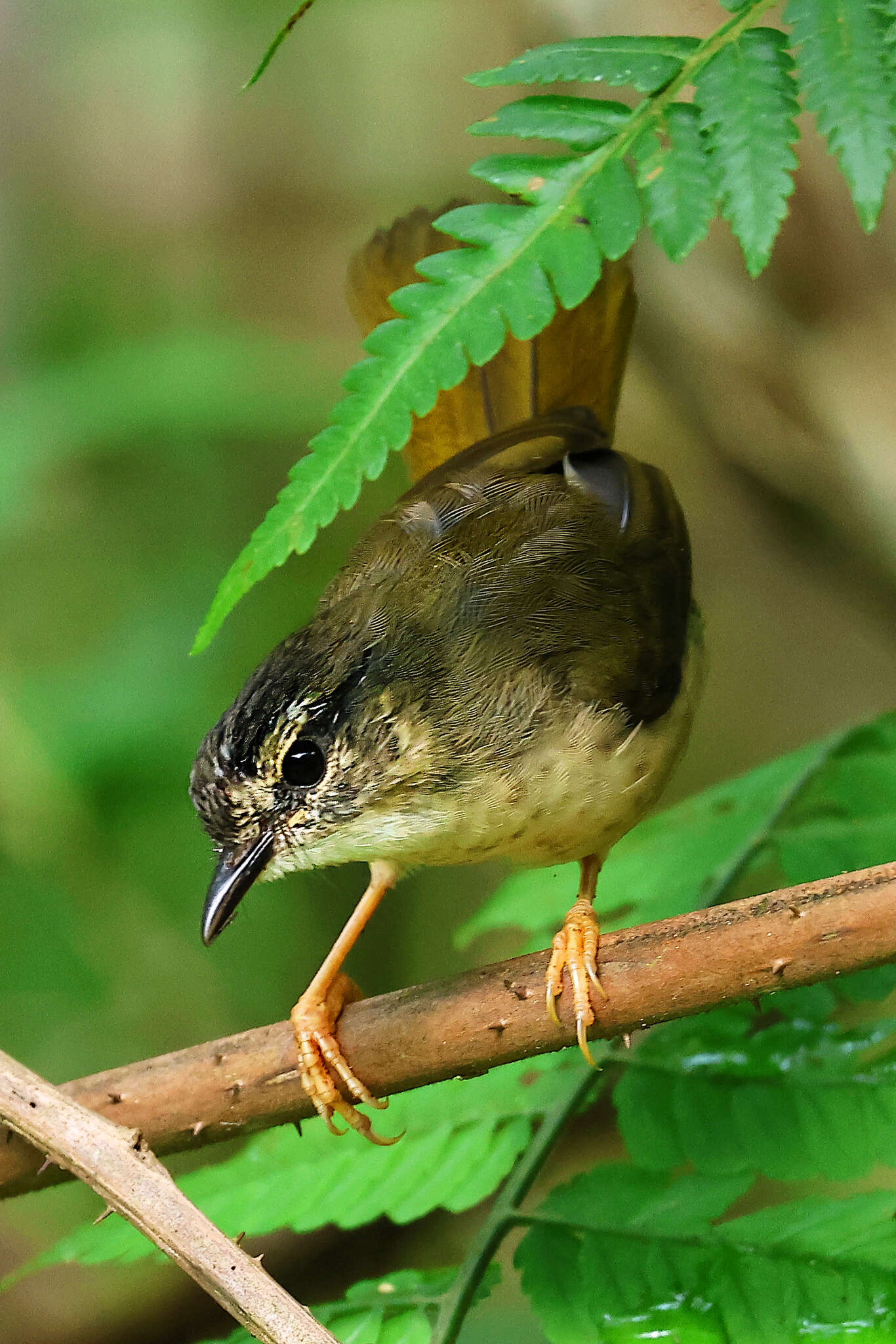 Image of Riverbank Warbler