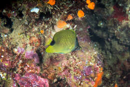 Image of Lemon Butterflyfish