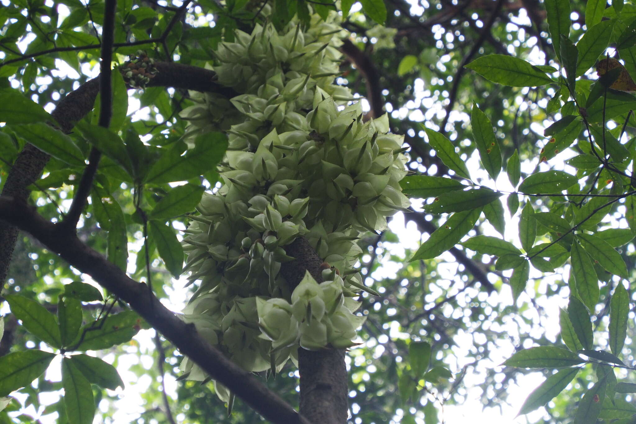 Слика од Mucuna birdwoodiana Tutcher