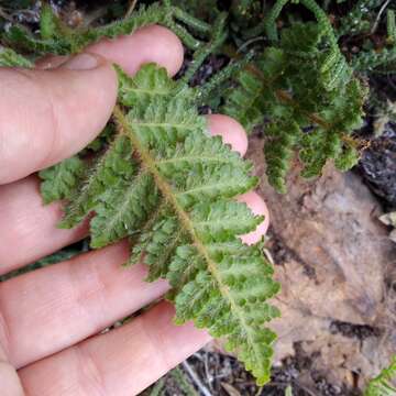 Image of Anemia tomentosa (Sav.) Sw.