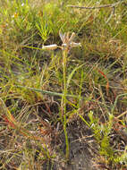 Image of Aloe minima Baker