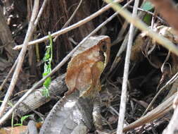 Image of Keeled Helmeted Basilisk