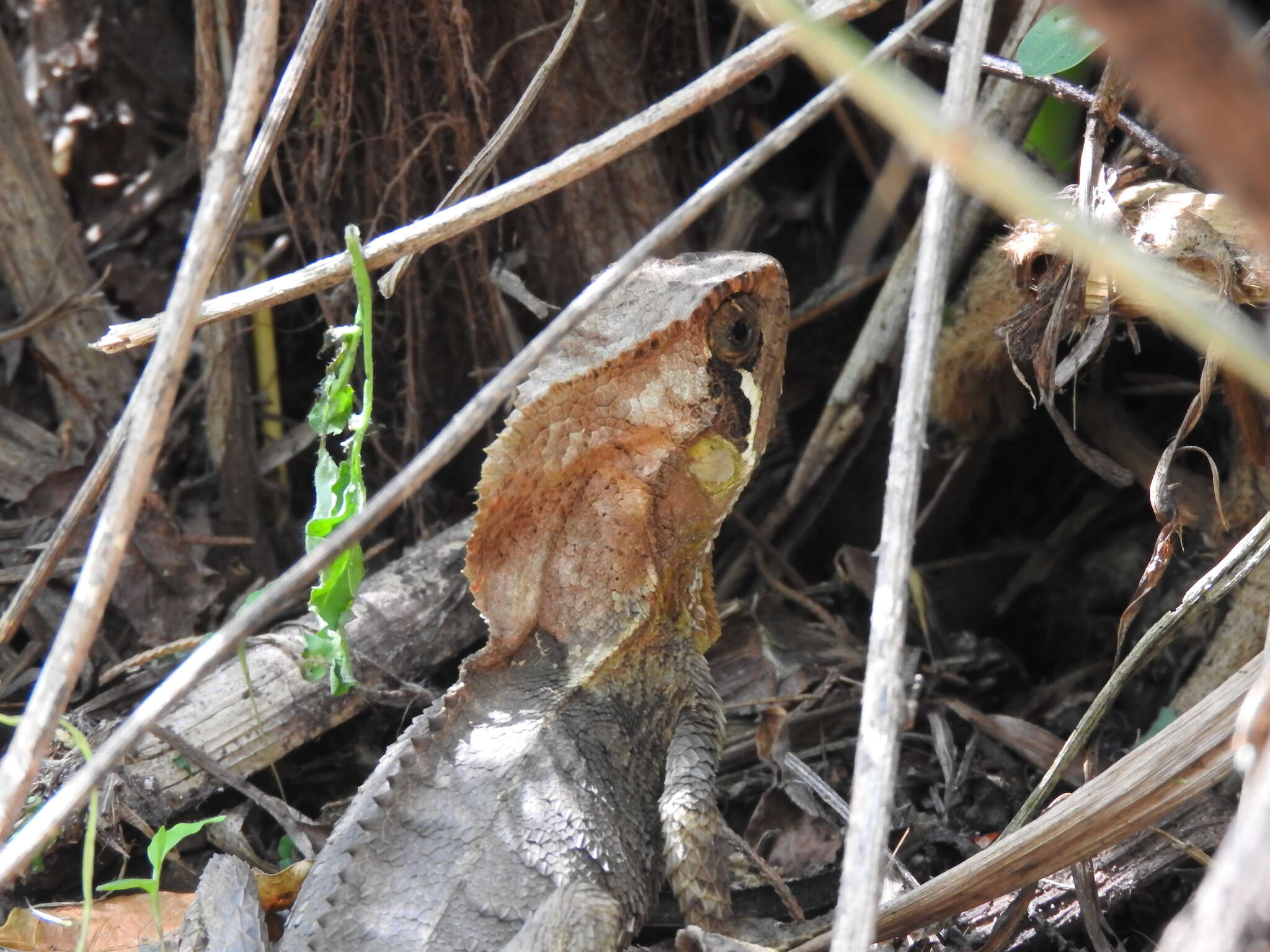 Image of Keeled Helmeted Basilisk