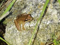 Image of Iberian Frog