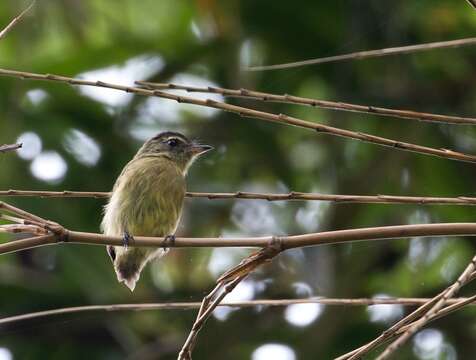 Image of Bamboo Flatbill