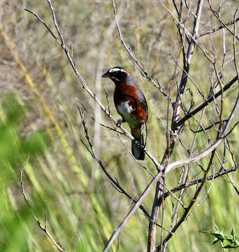 Image of Black-and-chestnut Warbling Finch