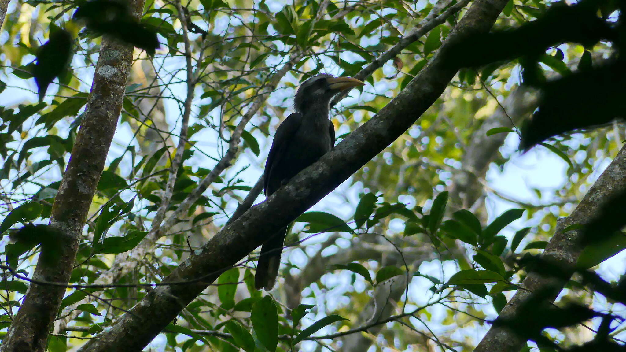 Image of Malabar Grey Hornbill