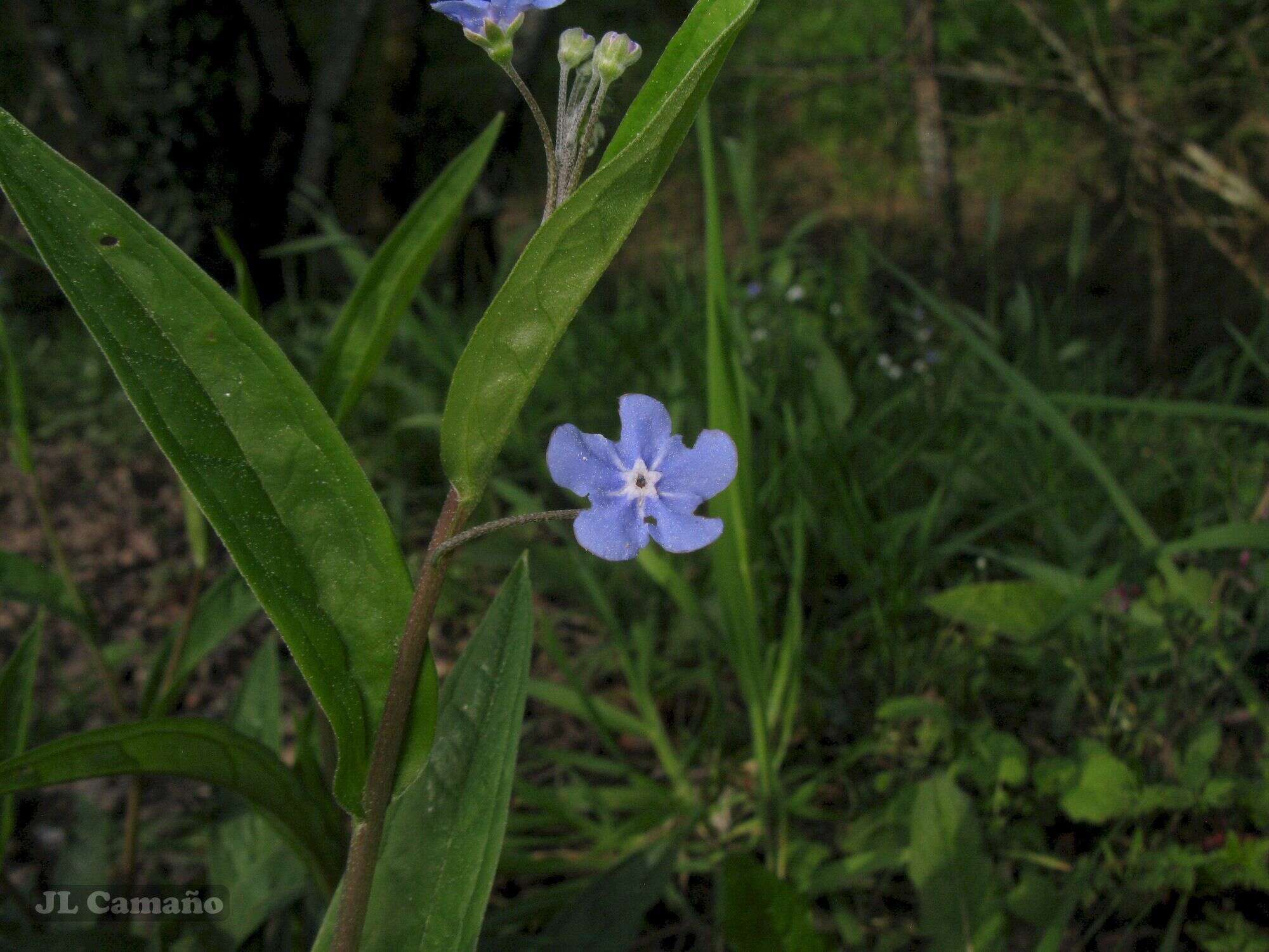 صورة Omphalodes nitida (Willd.) Hoffmanns. & Link