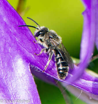 Imagem de Lasioglossum leucozonium (Schrank 1781)