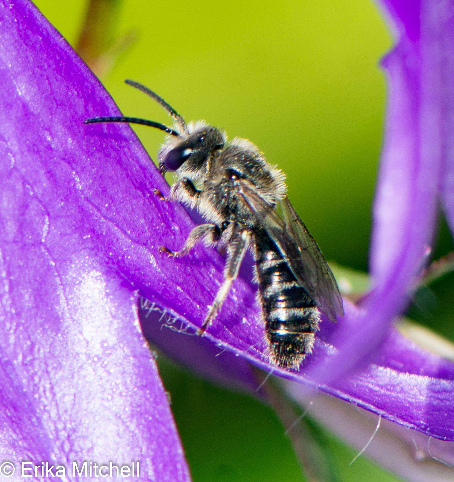 Plancia ëd Lasioglossum leucozonium (Schrank 1781)