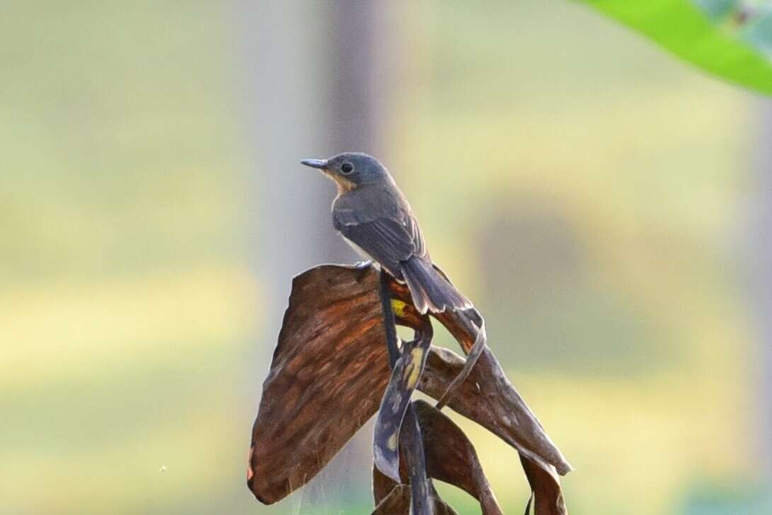 Image of Melanesian Flycatcher