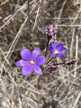 Image of San Clemente Island brodiaea