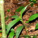 Image of Corymborkis flava (Sw.) Kuntze