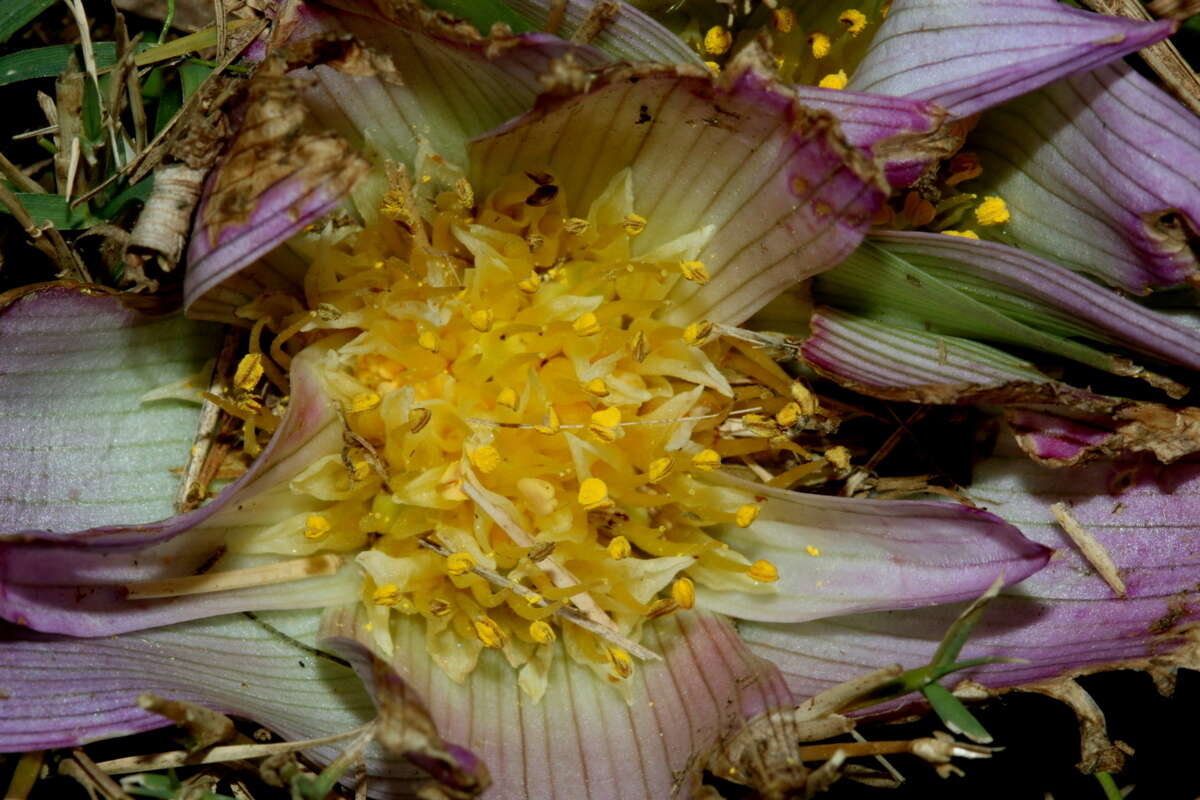 Image of Colchicum melanthioides subsp. melanthioides