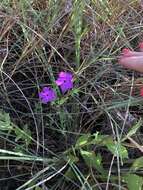 Imagem de Phlox glabriflora (Brand) Whitehouse