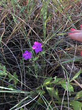 Image of Rio Grande phlox