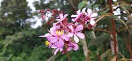 Image de Tibouchina mollis (Bonpl.) Cogn.