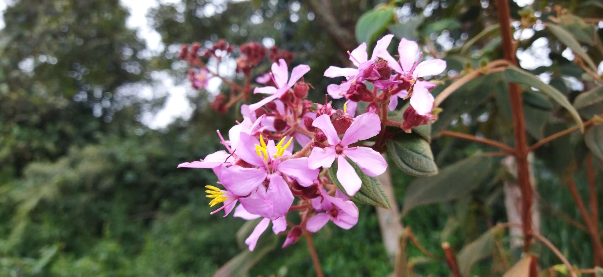 Imagem de Tibouchina mollis (Bonpl.) Cogn.