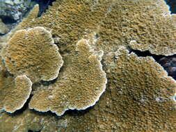 Image of Elkhorn Coral