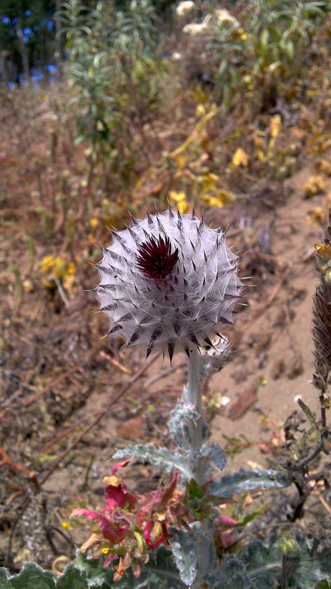 Imagem de Cirsium occidentale var. occidentale