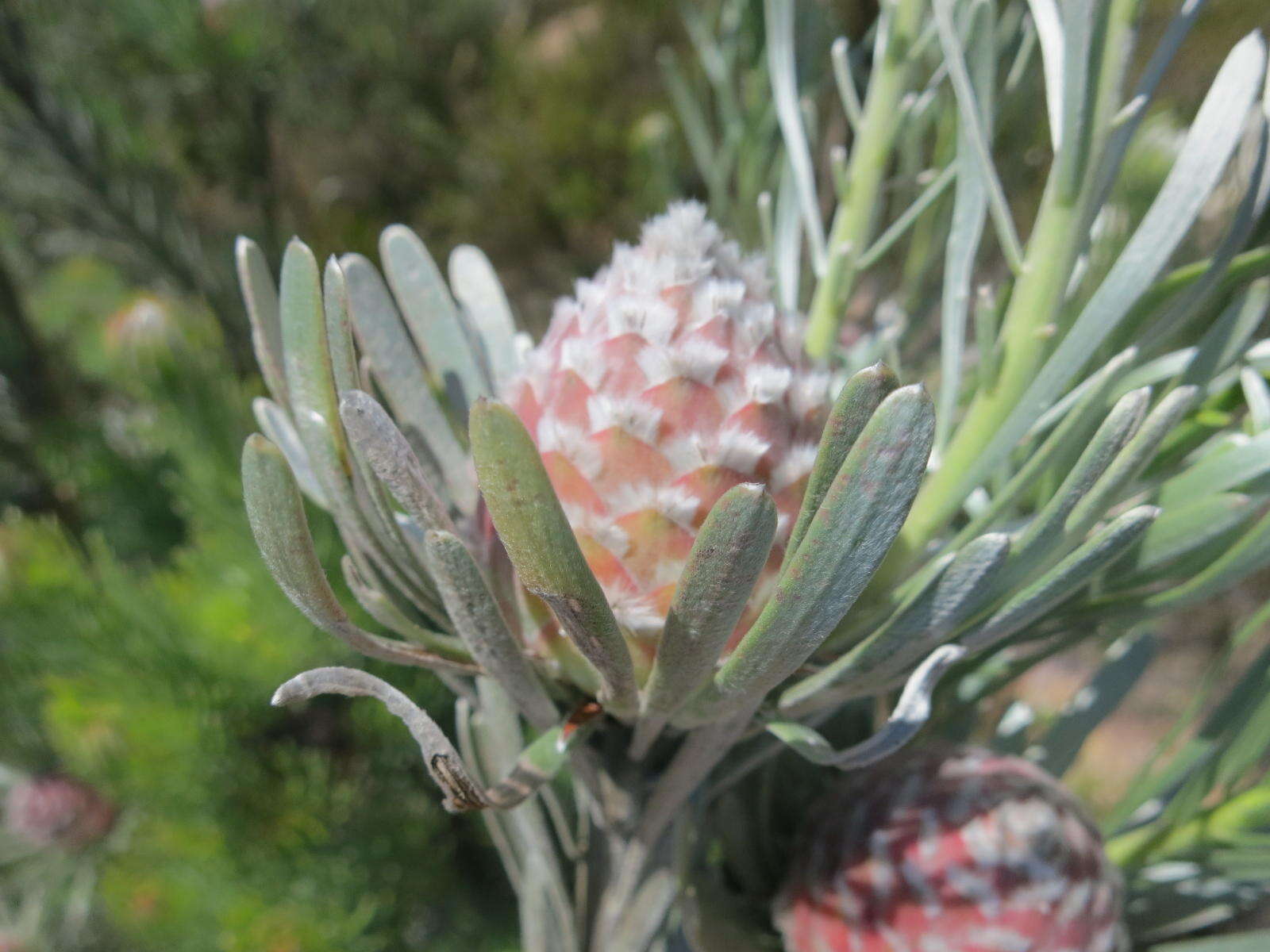 Image of Linear-leaf Conebush