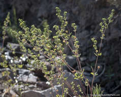 Image of biennial cinquefoil