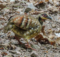 Image of Bar-backed Hill Partridge